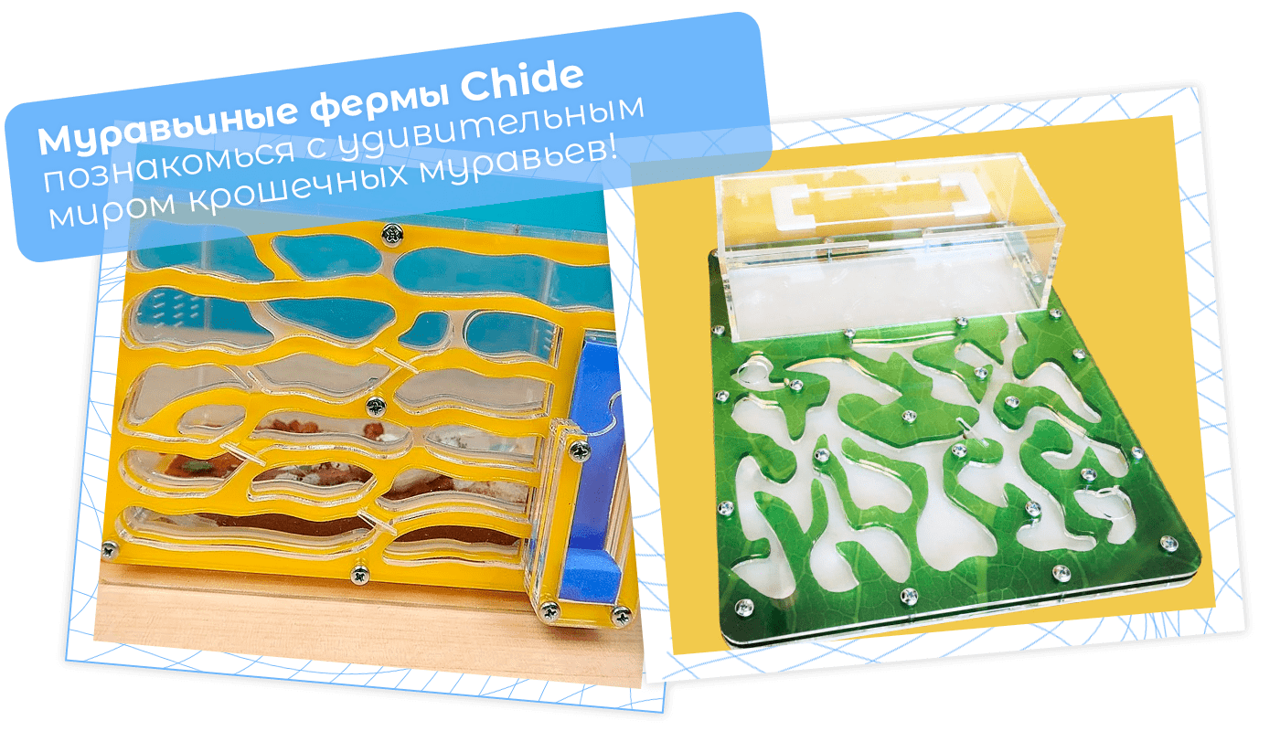 Муравьиная ферма купить